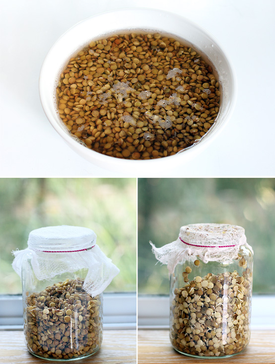 lentil-sprouts-process (1)