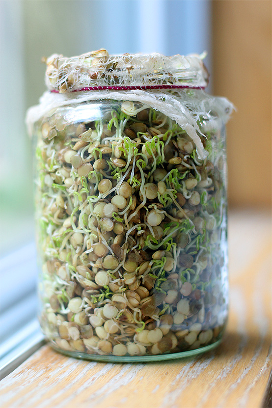 sprouted-lentils