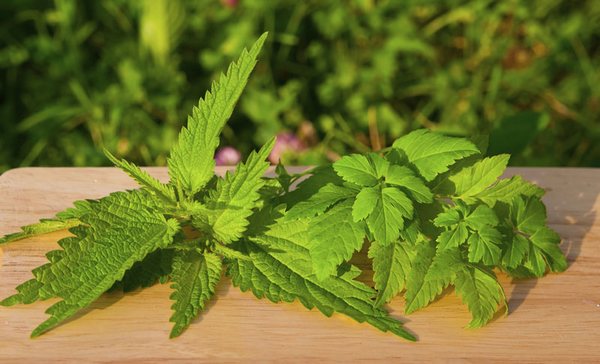 Uživajte u jelima od koprive! (5 recepata)