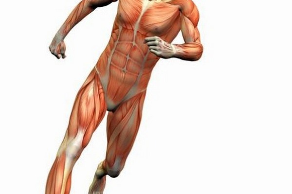 Koja hrana revitalizuje i jača mišiće i kosti?