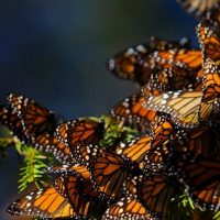 Neverovatno putovanje kraljevskih leptira