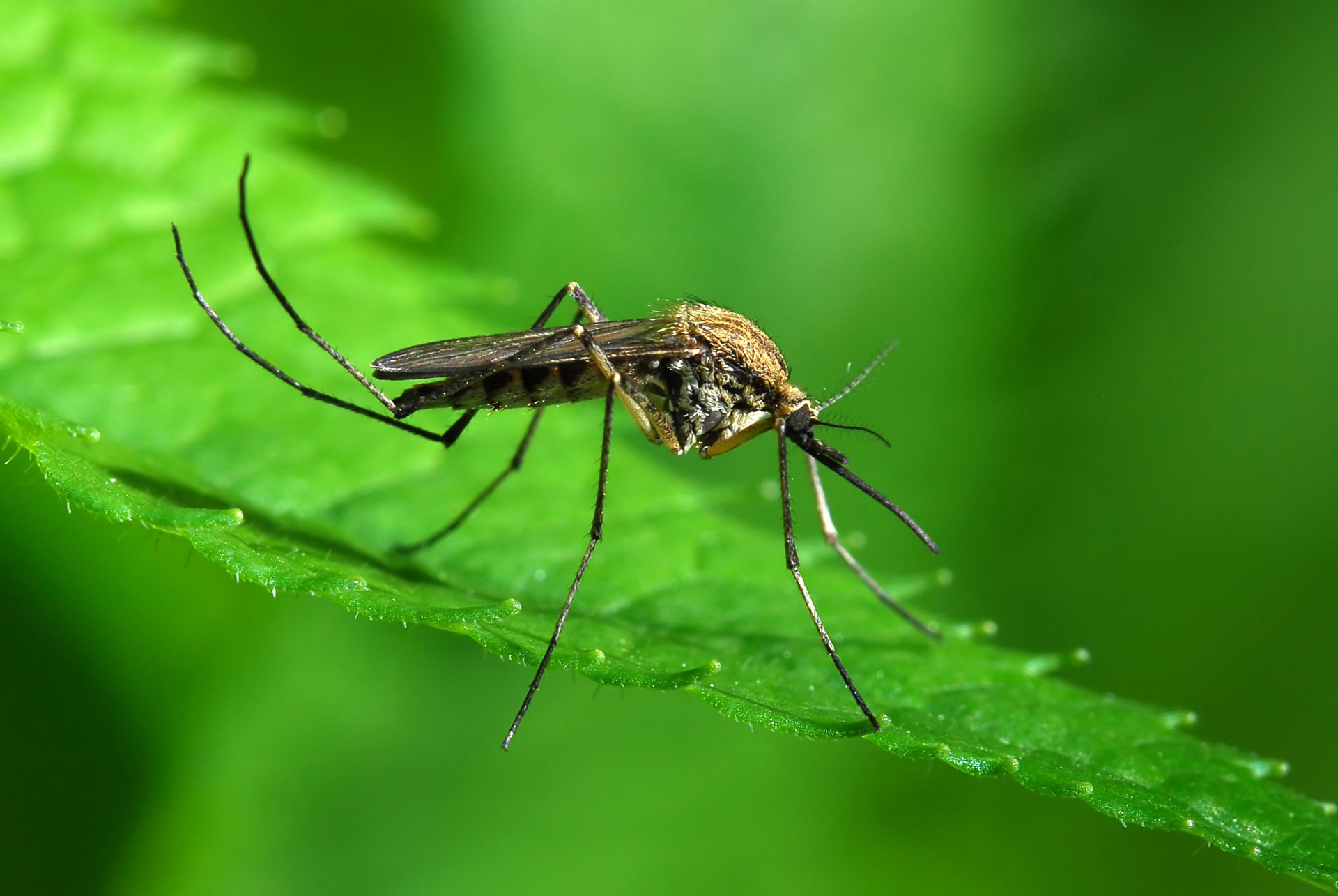 Mosquito-Squad-of-Charlotte-shows-a-mosquito-feeding-on-a-plant