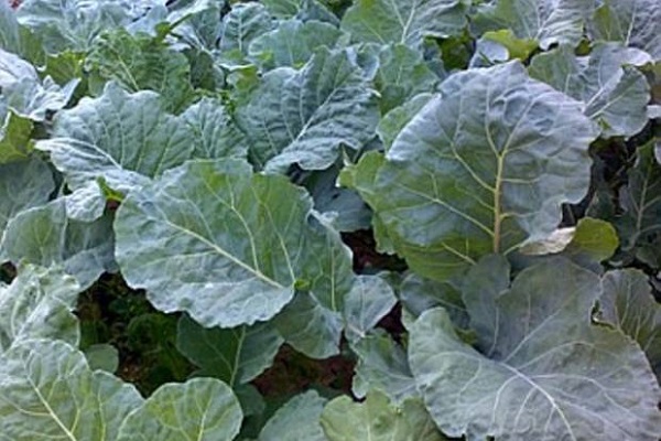 Raštika ( raštan) – dalmatinsko blago