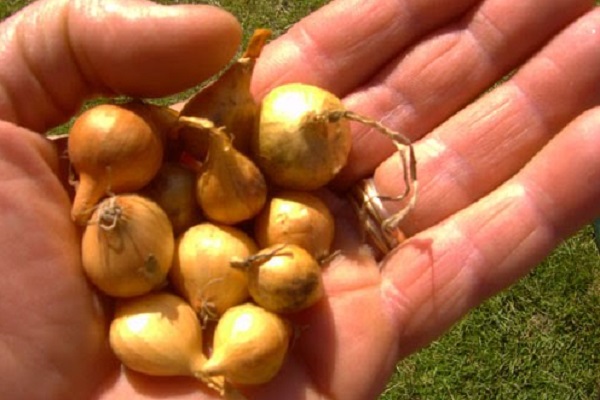 Organski crni luk, sađenje, nega, zaštita