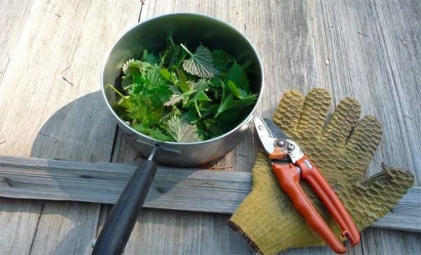 Sirovi recepti od koprive