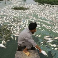 Zdravstveni problemi usled zagađene ribe