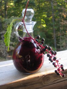 5pokeberry n bottle seedback.com