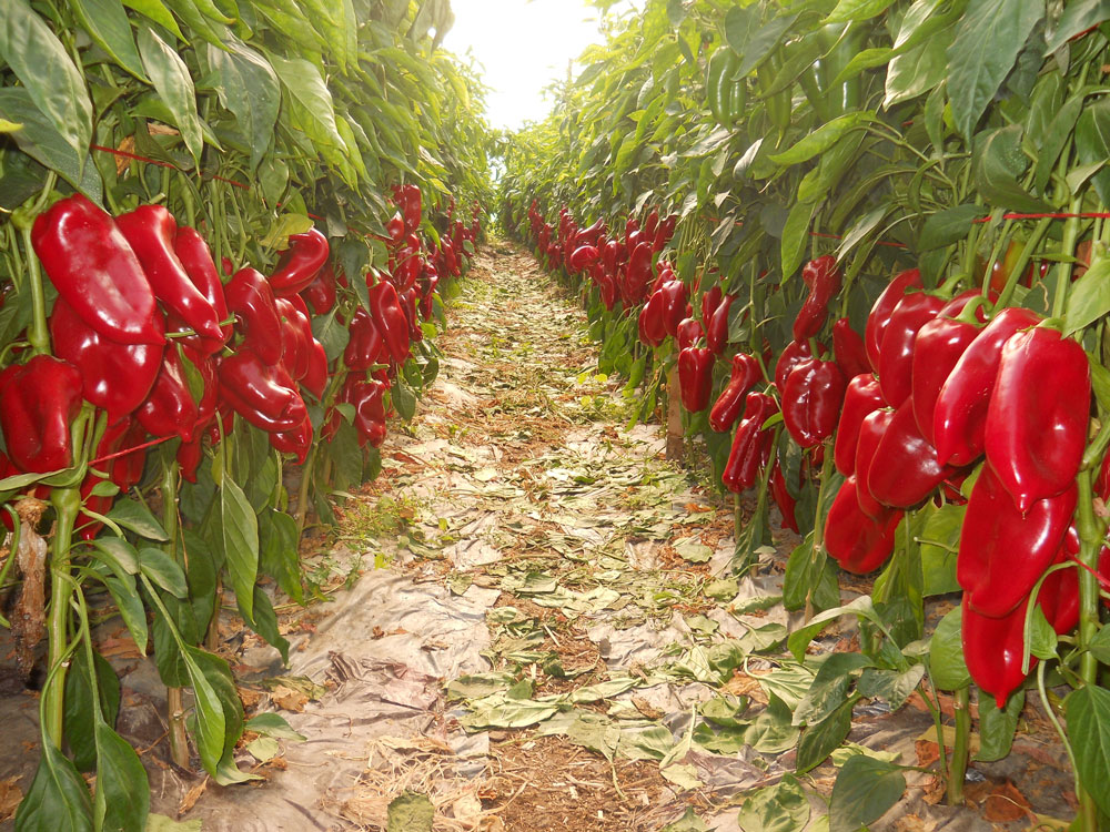 Sindženta preti: Bez naše dozvole više niko neće moći da posadi papriku