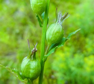 9-indian-tobacco-seed-pods (1)