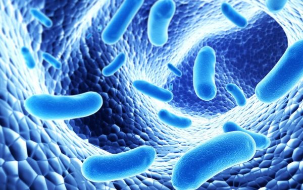 Probiotici – dobre bakterije